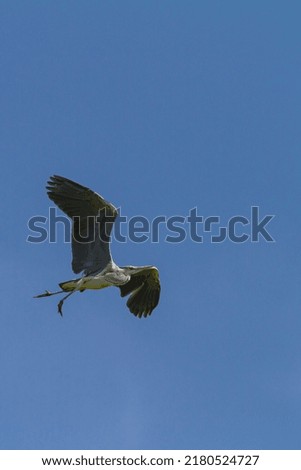 photo of grey heron with a broken leg while flying