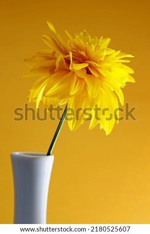 yellow flower in ceramic vase
