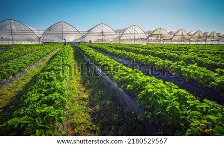Hothouse used for growing strawberries in Karelia. Greenhouses for young strawberry plants on the field. Strawberry plantation. Long rows Royalty-Free Stock Photo #2180529567