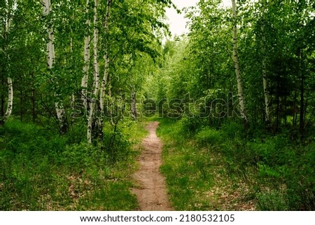 Road in a spring birch grove, path in the woods among birches. Landscape - summer birch forest.