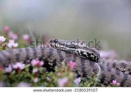 Vipera berus, the common European adder or common European viper, is a venomous snake that is extremely widespread and can be found throughout most of central and eastern Europe Royalty-Free Stock Photo #2180539107