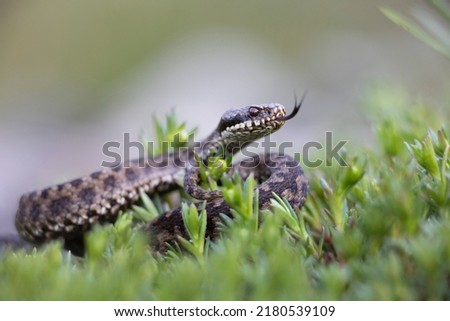 Vipera berus, the common European adder or common European viper, is a venomous snake that is extremely widespread and can be found throughout most of central and eastern Europe Royalty-Free Stock Photo #2180539109