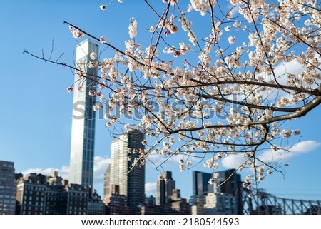 White Cherry Blossom Trees on Roosevelt Island in front of the Manhattan Skyline in New York City during Spring