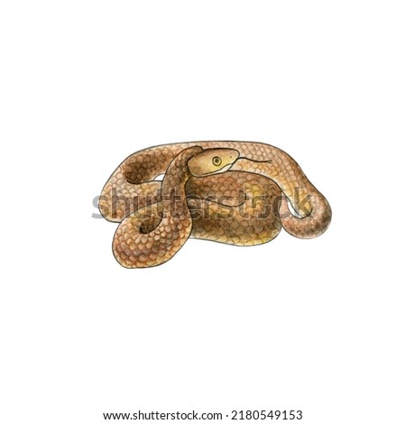 Watercolor drawing of a poisonous inland taipan. western taipan.  Small-scaled snake or the fierce snake, extremely venomous snake. Design for printing on t-shirts, stickers, notepads, postcards