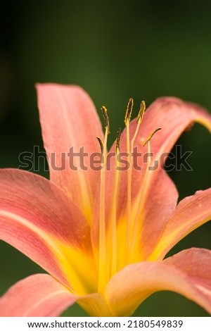 Buchholz, Germany 2014, Nature and Macro photograph.  Alone piece of Lilium pink and yellow flower at the garden.
