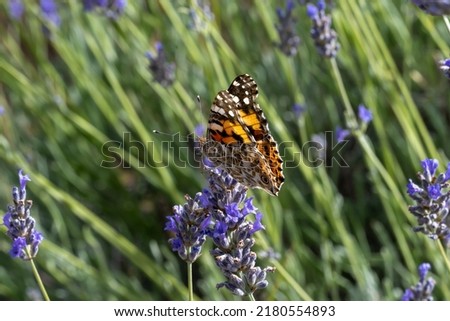 Vanessa cardui commonly called "the painted lady" is the most widespread of all butterfly species. In this picture a specimen is taking nectar from a lavender plant.
