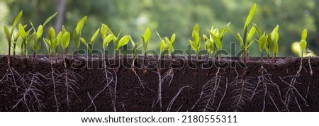Fresh green corn plants with roots Royalty-Free Stock Photo #2180555311