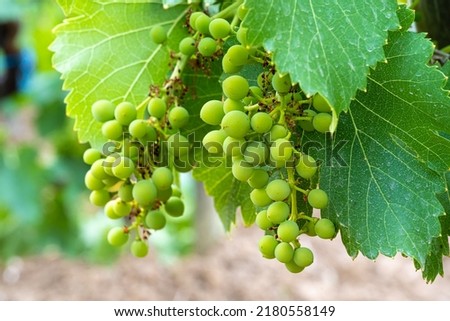 bunch of grapes in the Bandol wine area in the Provence, France. The Picture was taken in month of June.