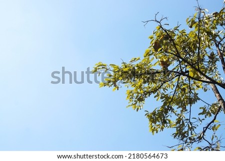 durian tree with blue sky background