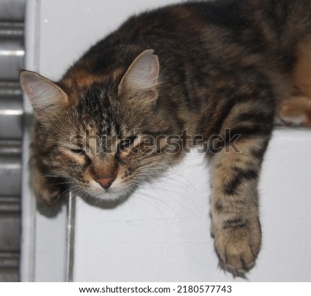 a photo of an adult stray cat with eyes half open, tabby stray cat looking at camera