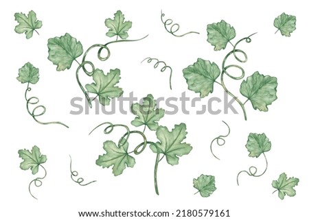 Watercolor illustration of hand painted green branch with leaves and tendrils. Summer and spring nature. Autumn harvest of vegetables. Isolated clip art for card making, prints, textile patterns