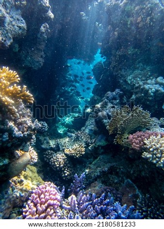 Coral reef with fish in the Red Sea, Hurghada, Egypt