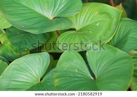 The texture of the taro leaf pattern