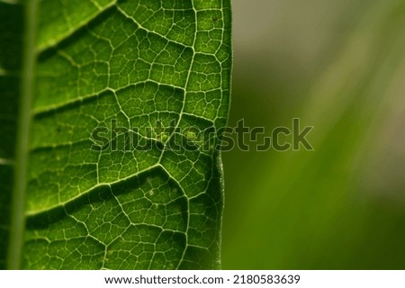 real leaf veins vascular tissue  Royalty-Free Stock Photo #2180583639