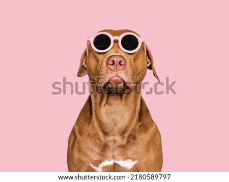 Lovable, pretty brown puppy and sunglasses. Closeup, indoors. Studio shot. Congratulations for family, relatives, loved ones, friends and colleagues. Pets care concept