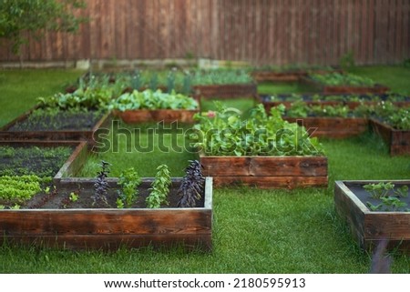 Growing juicy, fragrant, vitamin basil and a variety of greenery in the garden. Sweet basil growing on rich garden soil. A water sprinkler system is installed in the garden. High quality photo Royalty-Free Stock Photo #2180595913