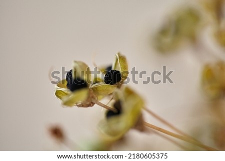 Close up of dried out Allium seed head with depth perspective. Floral card. Shallow depth of field