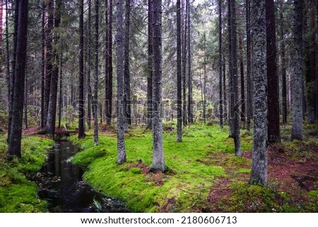 In the mossy northern forest. Larch tree forest in moss. Mossy larch tree forest landscape. Mossy forest stream landscape Royalty-Free Stock Photo #2180606713