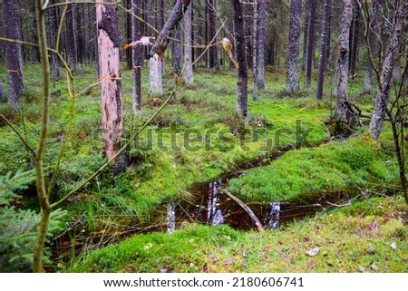 A calm stream in a mossy forest. Mossy forest stream. Larch tree forest in moss. Mossy larch tree forest scene Royalty-Free Stock Photo #2180606741