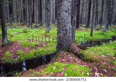 A calm stream in a mossy forest. Larch tree forest in moss. Mossy larch tree forest landscape. Mossy forest stream flowing Royalty-Free Stock Photo #2180606751