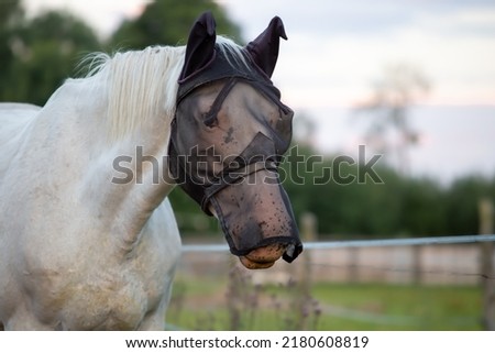 Horse's head wearing a mask to protect against flies. The white horse on the meadow Royalty-Free Stock Photo #2180608819