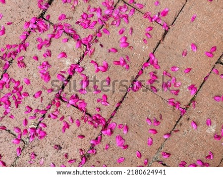 Fallen petals on the ground 