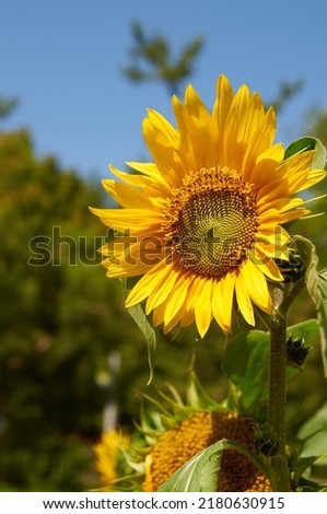 Beautiful sunflower in summer with blue sky.