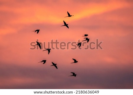 Parakeets at sunset in Beddington Park, Sutton, London. Royalty-Free Stock Photo #2180636049