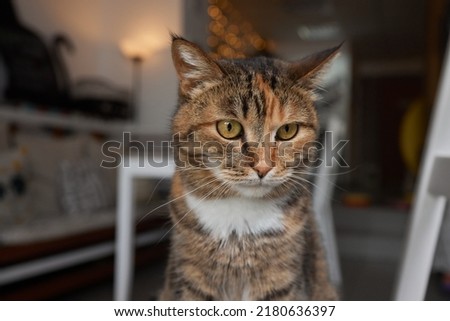 Close-up of a cat face. Portrait of a female kitten. Cat looks curious and alert. Detailed picture of a cats face.
