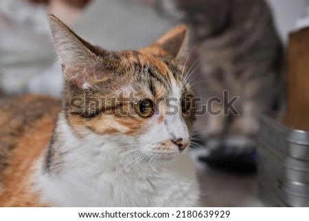 Close-up of a cat face. Portrait of a female kitten. Cat looks curious and alert. Detailed picture of a cats face.