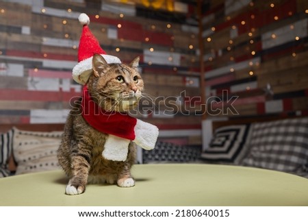 Cute cat in Santa Claus hat against blurred Christmas lights.