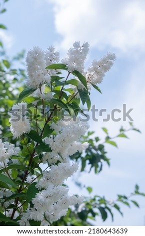 Close-up of a beautiful twig of garden double jasmine (Philadelphus x virginas Minnesota Snowflake) shrub with white lush flowers against a blue summer sky. Selective focus. Growing garden plants.