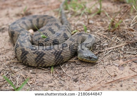 Adult diamondback water snake in natural habitat Royalty-Free Stock Photo #2180644847