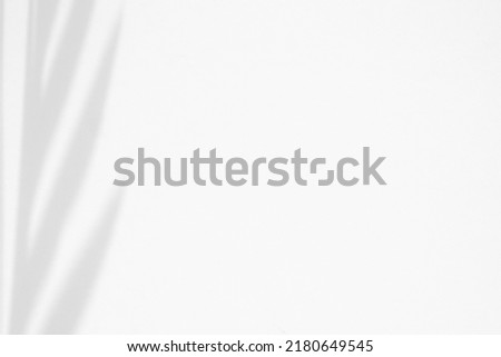A neat shadow from the leaves on a white background. Background for inscriptions or cosmetics. Palm tree shade.