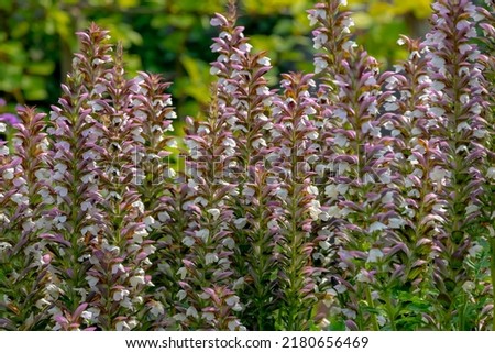 Selective focus of flower Acanthus spinosus in the garden with green leaves, The spiny bear's breech is a species of flowering plant in the family Acanthaceae, Nature floral background. Royalty-Free Stock Photo #2180656469