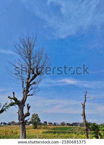 Kediri, Indonesia-July 21 2022: Dry trees soar to the sky.