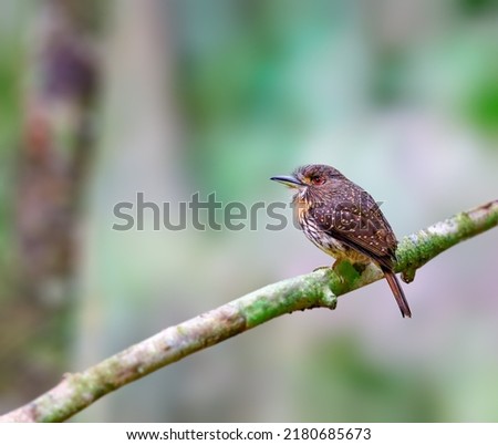 White whiskered puffbird in the thick forests of Panama Royalty-Free Stock Photo #2180685673