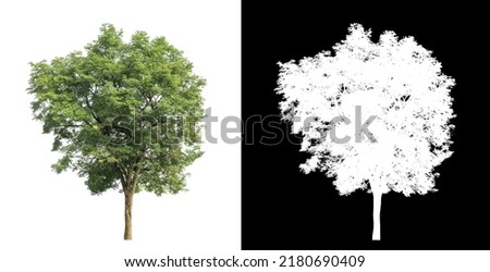Tree on white picture background with clipping path, single tree with clipping path and alpha channel on black background