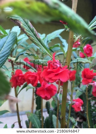 Red flowers that always adorn the garden in front of the house and make the environment cool