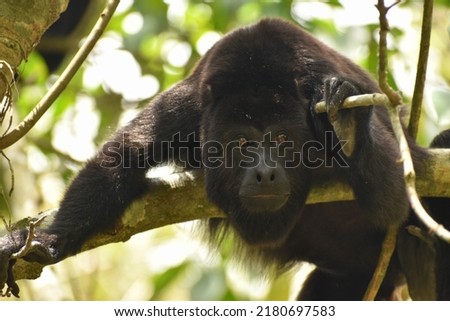 A Yucatan Black Howler monkey (Alouatta pigra), in the jungle in Belize, where it is locally known as a "baboon".