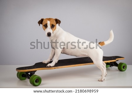 Dog jack russell terrier posing on a longboard in front of a white background. 