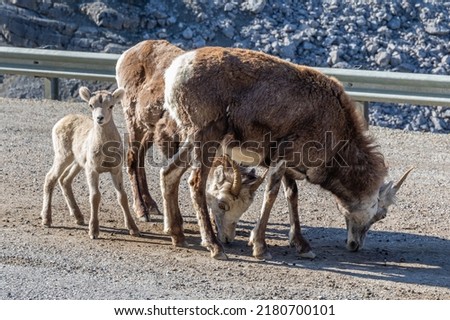 Wild female mountain sheep with lamb on Alaska highway, Canada