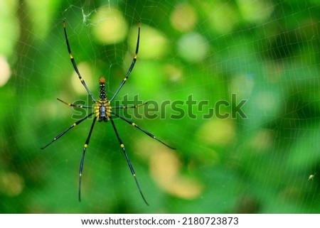 Close up of the wood spider 'Nephila pilipes', photographed from below hanging in the middle of a spider web. Photographed in the jungles of Indonesia. Background blur.