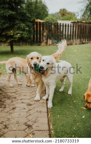 two labs playing with a ball in their mouths at the same time. Royalty-Free Stock Photo #2180733319