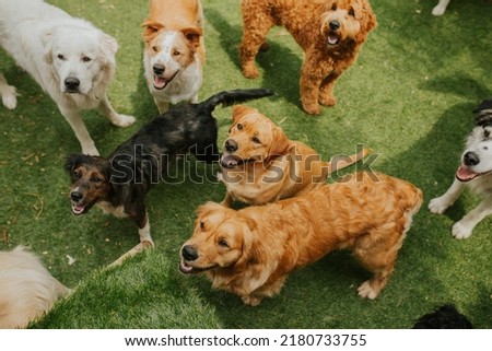 Dogs at doggy day care playing Royalty-Free Stock Photo #2180733755