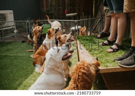 Dogs at doggy day care playing Royalty-Free Stock Photo #2180733759