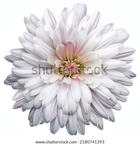 White   chrysanthemum.  Flower on a white isolated background with clipping path.  For design.  Closeup.  Nature. Royalty-Free Stock Photo #2180741393