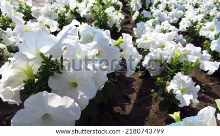 white garden flowers hydrangea petunia garden vegetable garden flower bed
