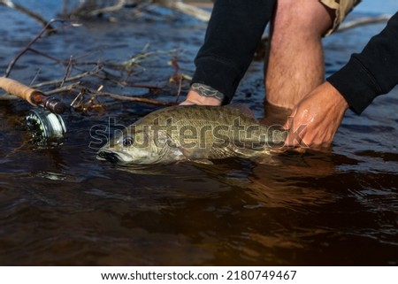 small mouth bass being released by a fisheman Royalty-Free Stock Photo #2180749467