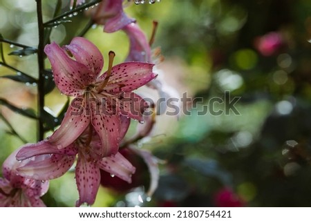 Summer photo or background with pink flowers. Beautiful natural scene with a flowering tree. Beautiful blooming lilies in a pink shade with drops .